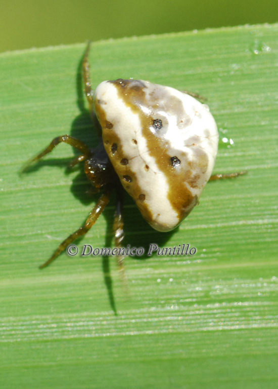 Cyrtarachne ixoides